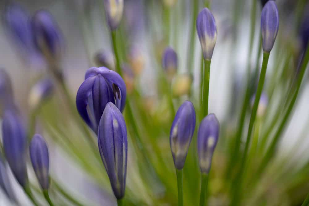 6.Agapanthus